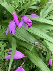 Bletilla striata