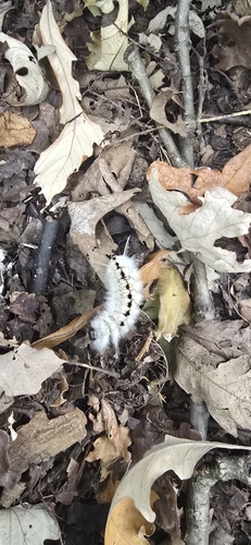 Hickory Tussock Moth