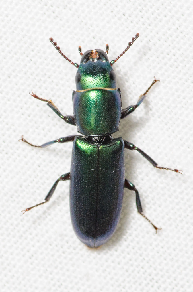 Bark-gnawing Beetles