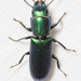 Bark-gnawing Beetles - Photo (c) Justin Williams, some rights reserved (CC BY), uploaded by Justin Williams