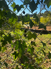 Melothria pendula