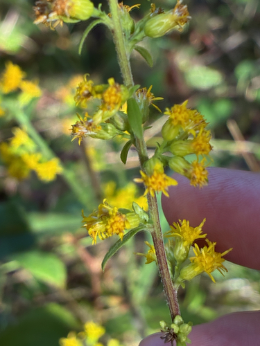 Hairy Goldenrod