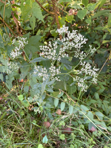 late boneset