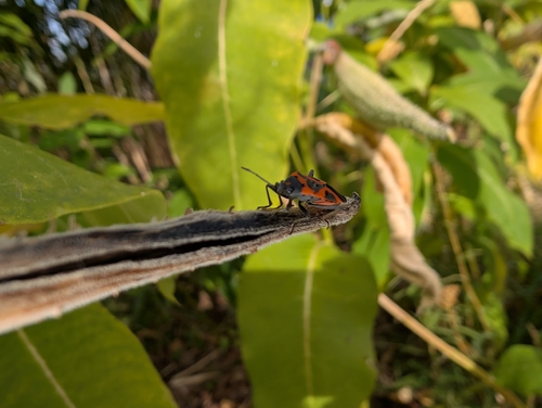 Small Milkweed Bug