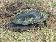 Chelodina expansa