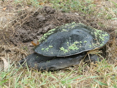 Chelodina expansa