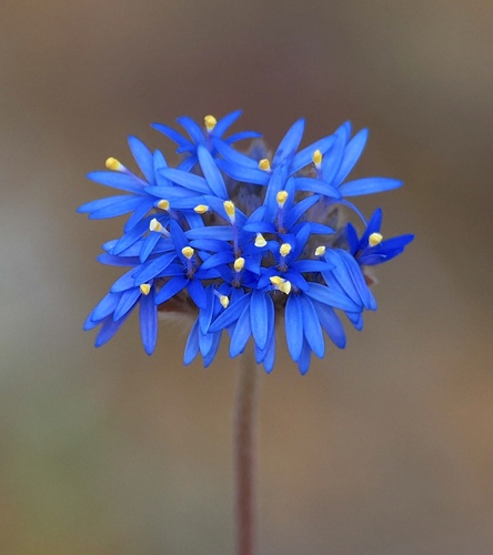 Brunonia australis (Brunonia australis)