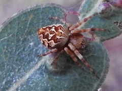 Salsa brisbanae
