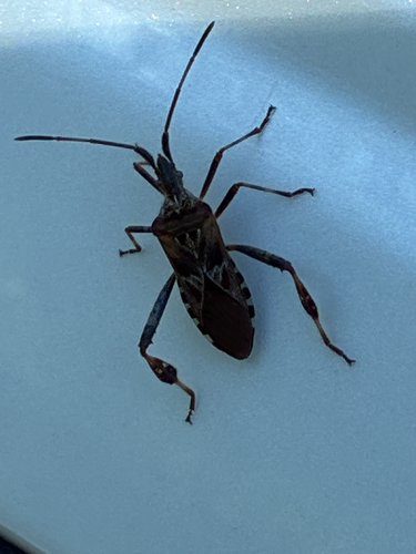 Western Conifer Seed Bug