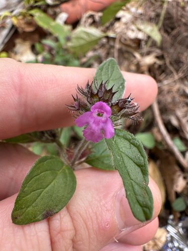 Clinopodium vulgare