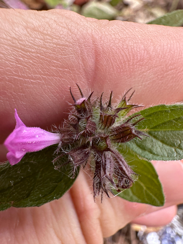 Clinopodium vulgare, photograph 2