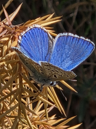 Adonis Blue