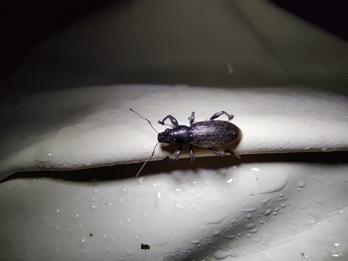Brachyderes incanus