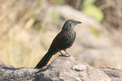 Black Grasswren photo 2
