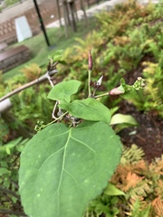 Clerodendrum trichotomum