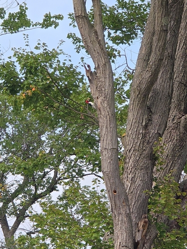 Red-headed Woodpecker