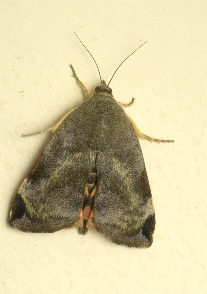Teak Defoliator