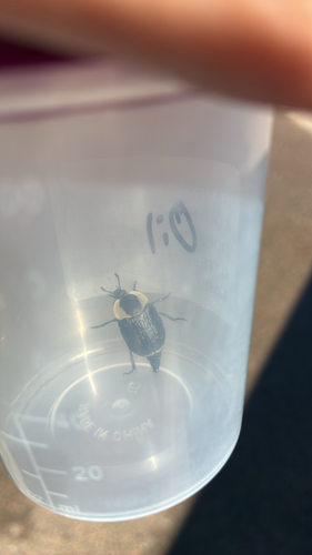 American Carrion Beetle