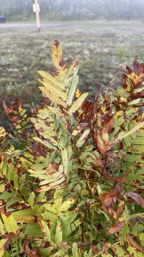 American Royal Fern