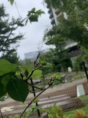 Clerodendrum trichotomum