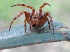 Salsa brisbanae