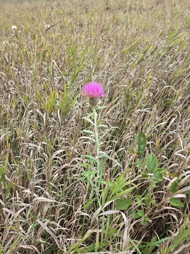 Flodman's thistle