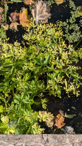 Ranunculus sceleratus, photograph 5