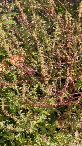 Lycopus europaeus