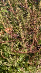 Lycopus europaeus