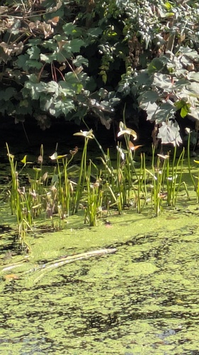 Sagittaria sagittifolia, photograph 2
