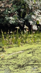 (c) guywallbanks, some rights reserved (CC BY) Sagittaria sagittifolia, photograph (c) guywallbanks, some rights reserved (CC BY)
