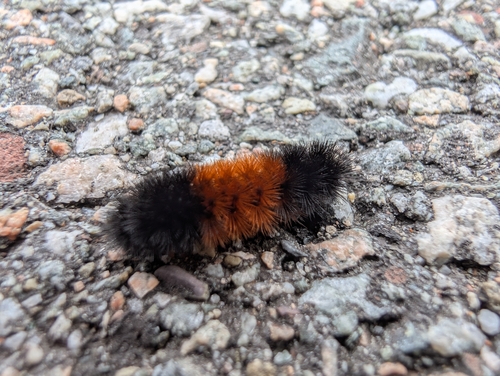 Isabella Tiger Moth
