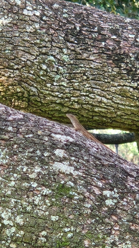 Brown Anole