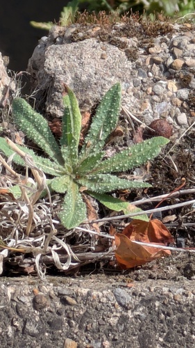 Helminthotheca echioides, photograph 3