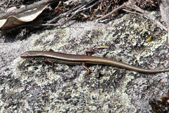 Ctenotus labillardieri