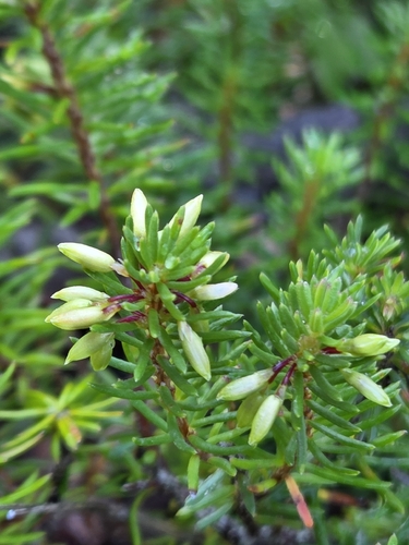 Spring Heath