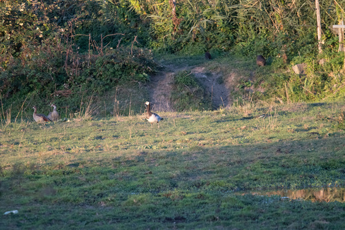 Barnacle Goose