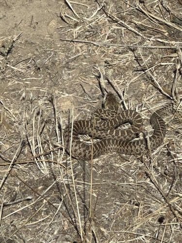 Gopher Snake