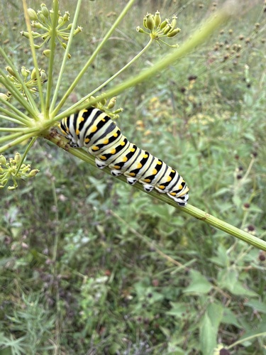 Black Swallowtail