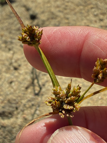 Cyperus houghtonii observed 2026-09-25