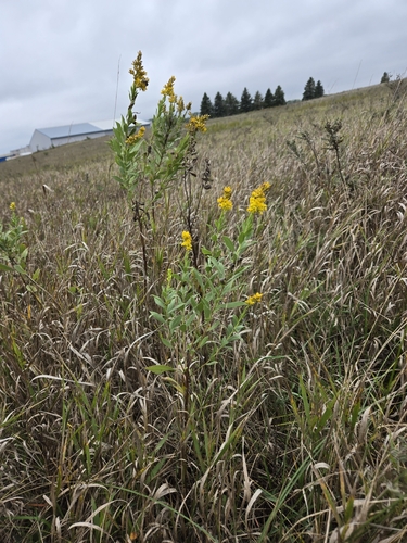 Ground Goldenrod