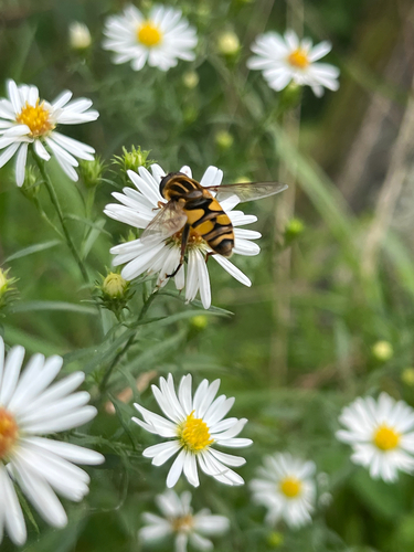 Narrow-headed Marsh Fly