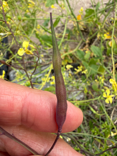 Raphanus raphanistrum, photograph 4