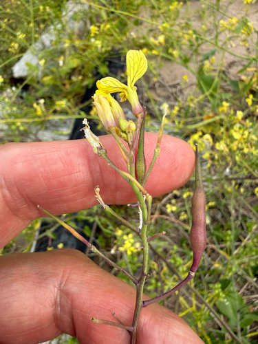 Raphanus raphanistrum, photograph 3