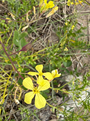 Raphanus raphanistrum, photograph (c) Patrice Dupont, some rights reserved (CC BY)