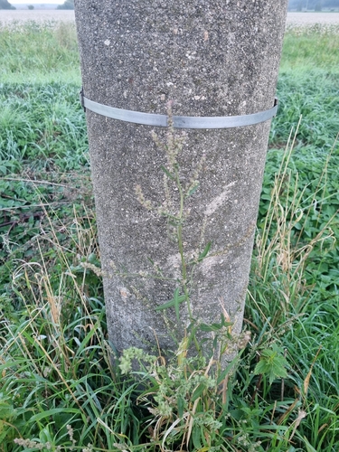 Common Orache