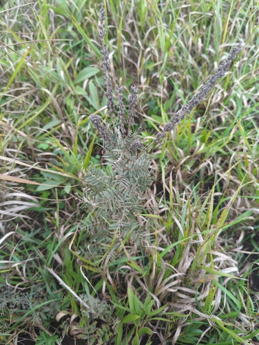 leadplant