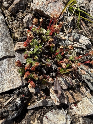 Saxifraga oppositifolia, photograph 4