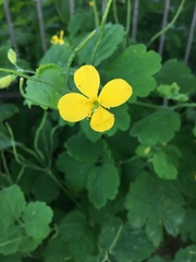 Chelidonium majus