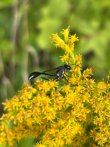 Gold-marked Thread-waisted Wasp